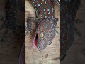 Gecko Tokay Sound 