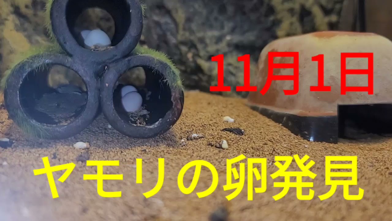 ヤモリの卵発見 - YouTube