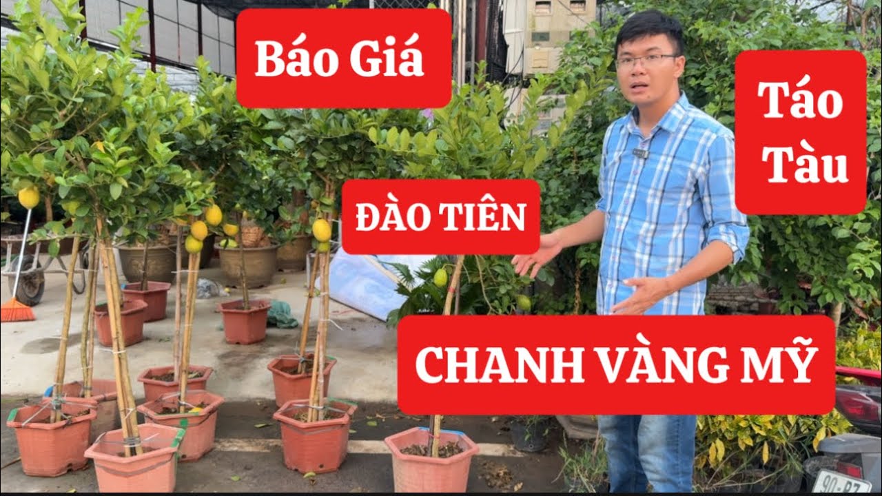 Báo Giá Chanh Vàng Mỹ, Táo Tàu, Vú Sữa Hoàng Kim Sẵn Quả / Sđt / Zalo 0968750386 + 0923916866