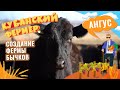 Абердин ангус. Разведение бычков на Кубани. Как открыть свою ферму и ухаживать за рогатым скотом?