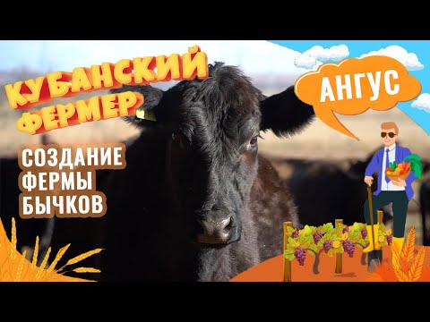 Видео: Абердин ангус. Разведение бычков на Кубани. Как открыть свою ферму и ухаживать за рогатым скотом?