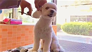 Maltese Dog Grooming Haircut | Pet Grooming TV by Pet Grooming TV 899 views 8 months ago 13 minutes, 54 seconds
