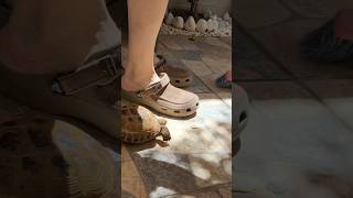 🐢 "Ayudando" 😂 🥳 #tortoiselove #tortugas #tortoise