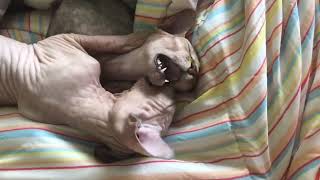 Sphynx Cats love each other by Sphynx Cats Cozumel 17,095 views 7 months ago 1 minute, 30 seconds