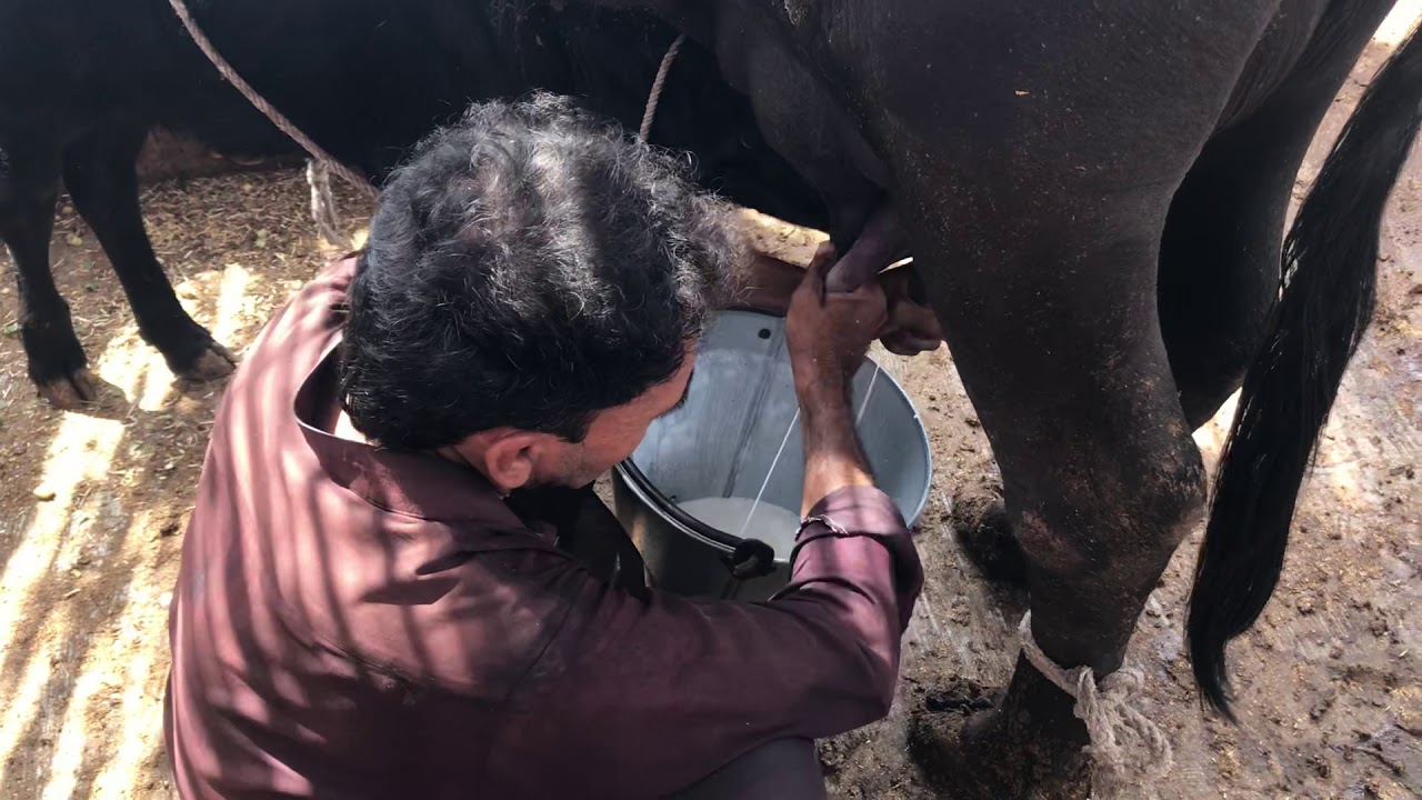 Best Cattle Farming 2019 Khaalis Milk