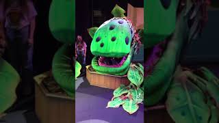 Audrey 2 puppet demo