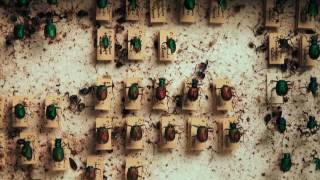Protecting an Insect Collection