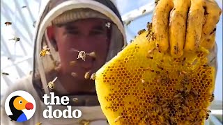 Guy Leaves His Comedy Career To Rescue Millions Of Bees | The Dodo