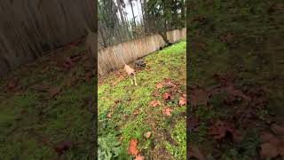 Playing with my bb’s ❤️  #viral #usa #dog  #funny #shorts #shortvideo #dogs #play