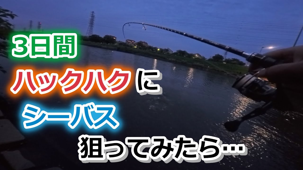 3日間ハックハクにシーバス狙ってみたら…【2025年5月15～16,18日】