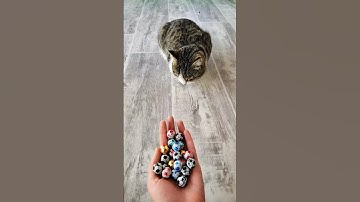 Adorable Cat ASMR ⚽🍭 Reverse Beads Satisfying Video #cat #satisfyingtommy