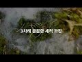 국내산 세척냉이