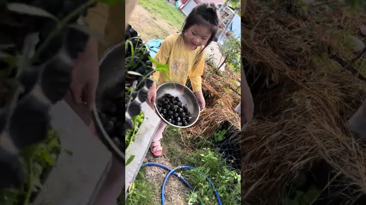 Nho fucang mình thu hoạch tại miền Bắc việt nam 