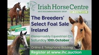LOT No 2 Filly x Creevagh Ferro KWPN x Diamond Roller ISH