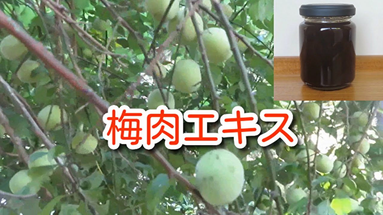 意外に簡単！】梅肉エキスの作り方 - YouTube
