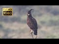 BIRDS OF SOUTH AFRICA PART 1 OF 10