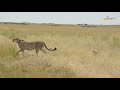 New Cheetah Cubs in Masai Mara || Wild Extracts