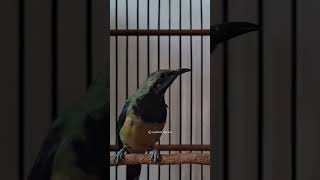 Cucak cungkok gacor materi kasar #masterancucakcungkok