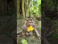 Watch🙈Adorable Monkeys Bring Joy! #Sakani#virals #monkey #Ambertroop #Angkorwat #SovanaTroop