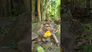 Watch🙈Adorable Monkeys Bring Joy! #Sakani#virals #monkey #Ambertroop #Angkorwat #SovanaTroop