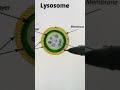 Lysosome... continue part