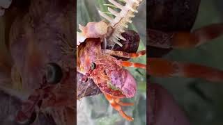 Omang Seafoods