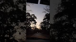 Evening Forest Drive🌙Sunset Vibes Calm Night Drive & Peaceful Road Trip Mood..#nature #shorts