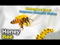 Honeybee eyes could improve Robotic vision!