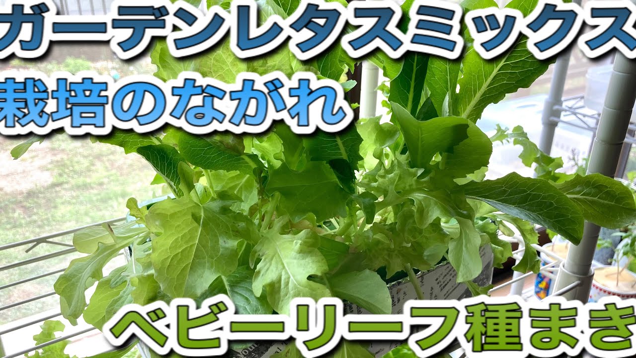 143円 【2021春夏新色】 実咲野菜 レタス ガーデンレタスミックス 小袋003035 143円 【2021春夏新色】 実咲野菜 レタス ガーデンレタスミックス 小袋003035