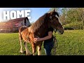 Abandoned clydesdale fillys first day home