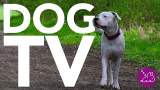 DOG TV  20 HOURS OF THE MOST EXCITING VIDEOS FOR DOGS! Virtual Dog Walk!