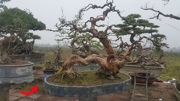 Cây ổi dáng "long cuốn thủy" giá gần 100 triệu đồng có gì đặc biệt?