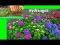 Hortensie Hydrangea Stecklinge die Vermehrung der Bauernhortensie zeigt der Gärtner