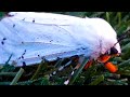 Beautiful Moth!