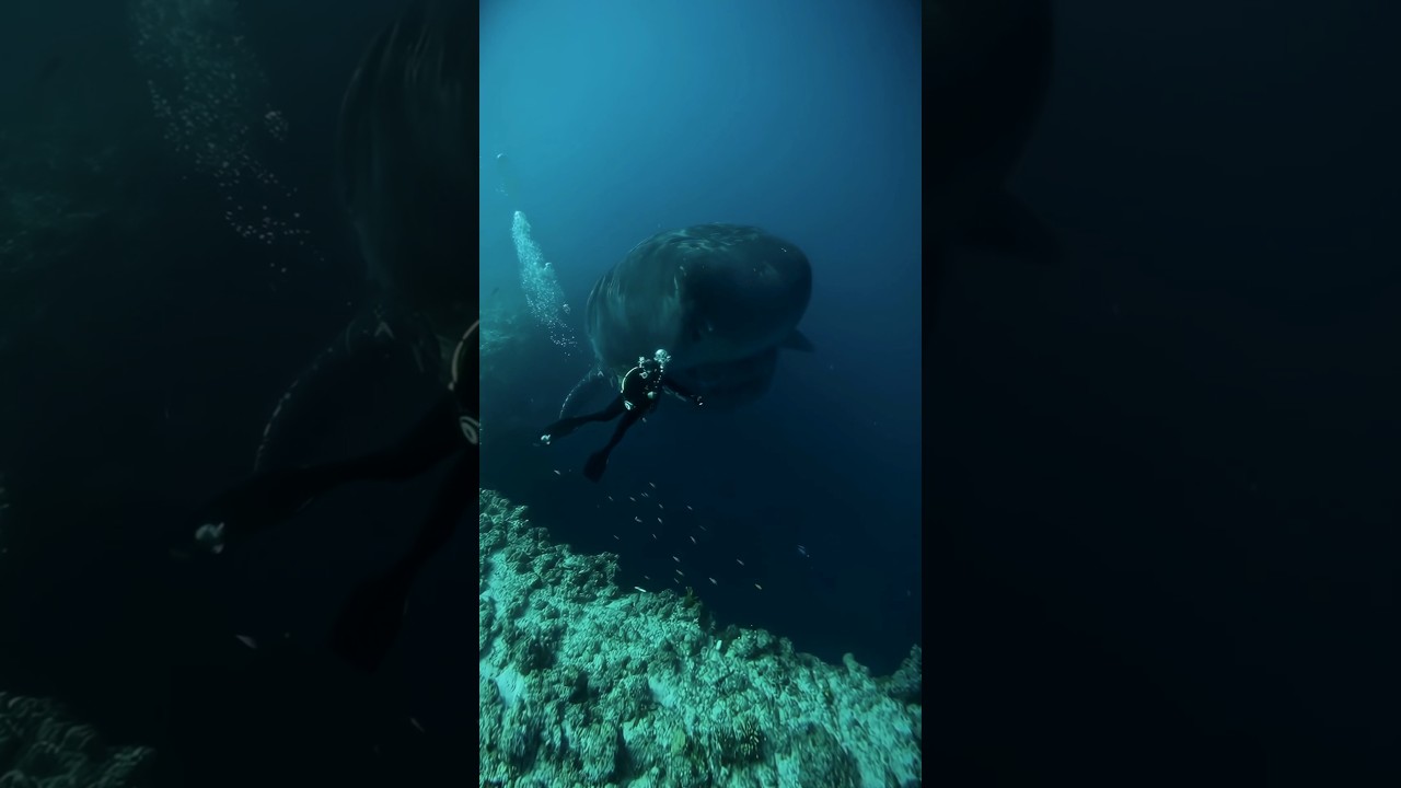 Close encounter with a new shark species. 