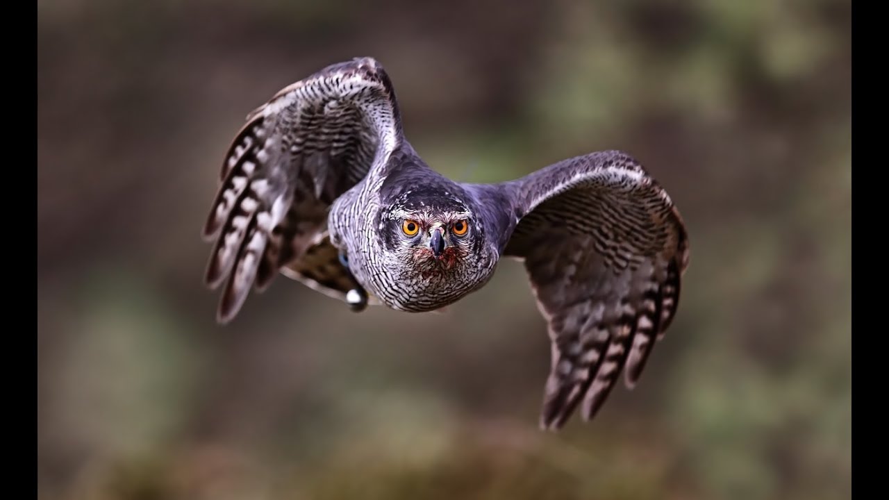 Hunting with Goshawks - YouTube