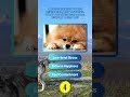 Deep Dive into Dogs Body Language! #facts #dog #behaviour #pets #facts  #bellybutton_inc #doglover