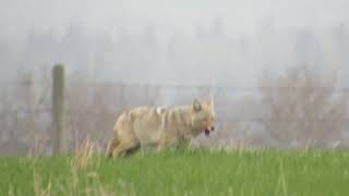 Coyote Upsetting Cows and Cats