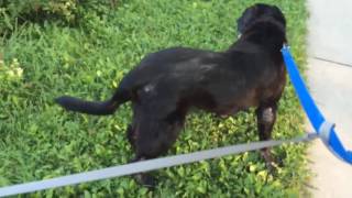IMG 2327 MOV