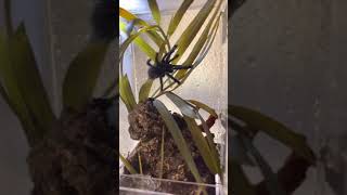 Pink Toe Tarantula Micro Cage