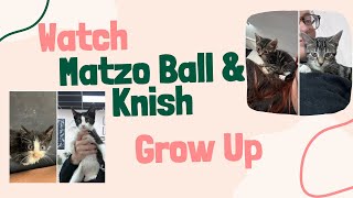 Matzo Ball & Knish’s First and Last Weigh ins 💕 by The Shabby Tabby Cat Cafe 141 views 4 months ago 2 minutes, 27 seconds