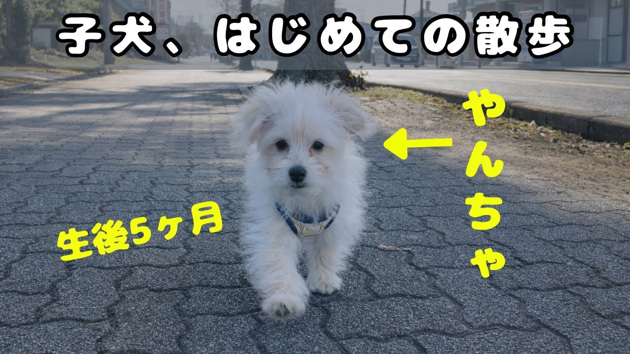 ポメプー子犬の初散歩｜怖がる？走る？はじめてのお外体験【こえらが日記#4】