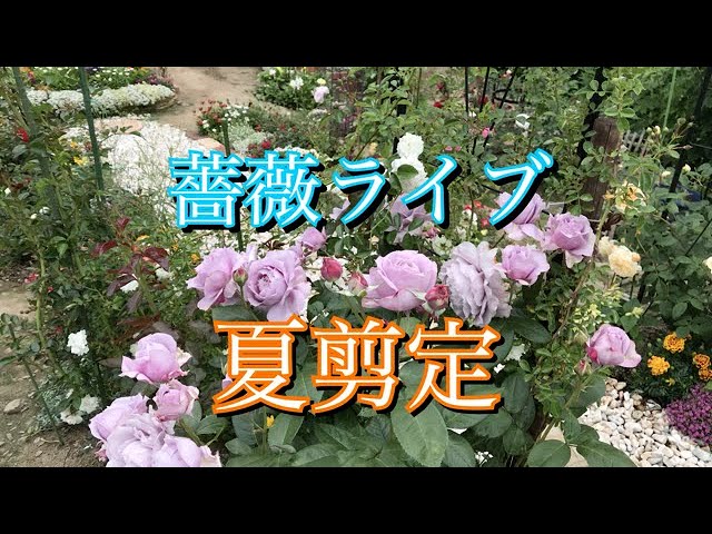 薔薇ライブ 夏剪定 Youtube