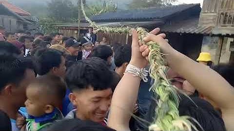 Lwm qaib(lwmswb) tsiab peb caug 2021