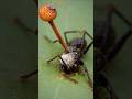 cordyceps in brief!.#cordyceps #fungus #forest #ants #gk #facts #shortsvideo #lastofus #learning