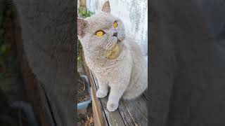 Looking Up - British Shorthair Cat -