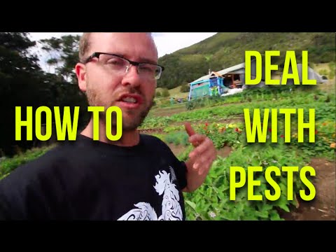 HOW TO: Deal with pests