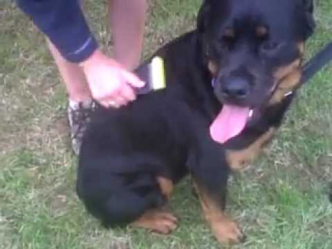how to stop your rottweiler from shedding the hair raiser de shedding comb and a rottie how to stop your rottweiler from shedding the hair raiser de shedding comb and a rottie
