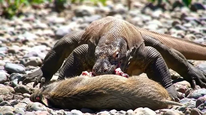 “Savage Komodo Dragon Attack on Wild Boar | Nature’s Brutal Showdown”