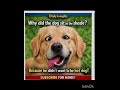 Golden Retriever JokeWhy Did the Dog Sit in the Shade? 😂🐶 | Daily Laughs #short #viralshorts #funny